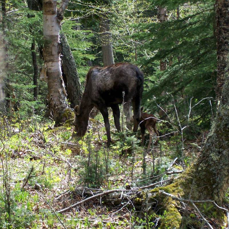 Moose and Baby