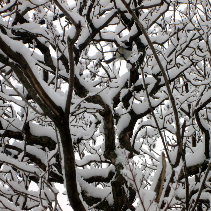 snow branches