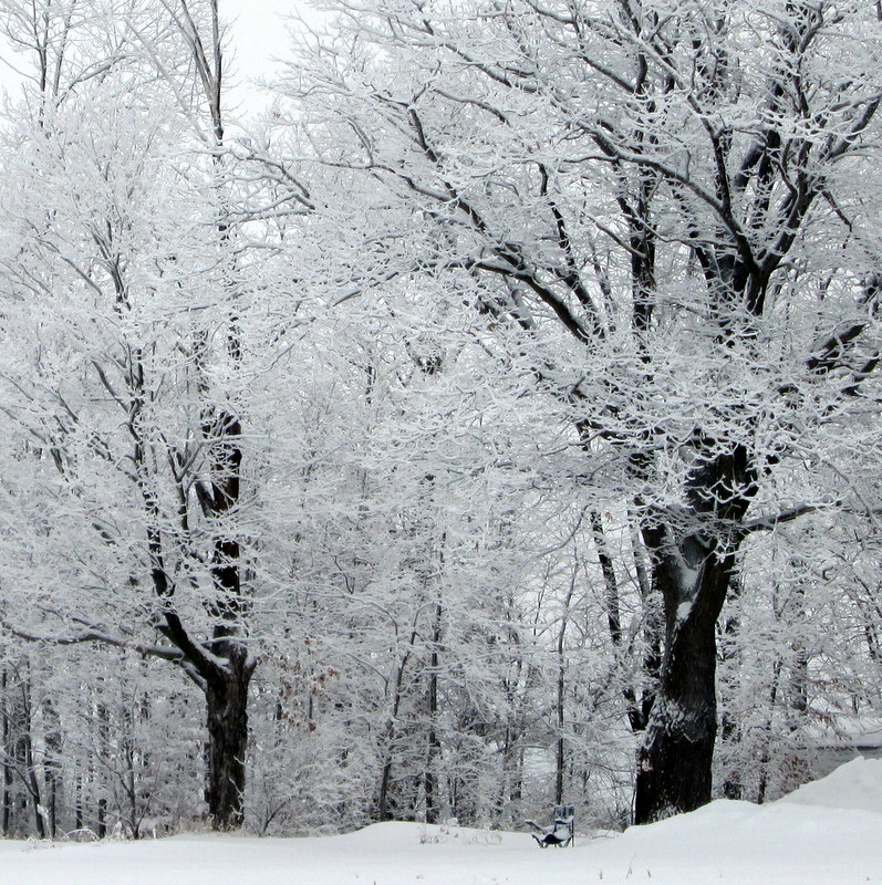 snowy trees and lawn chair