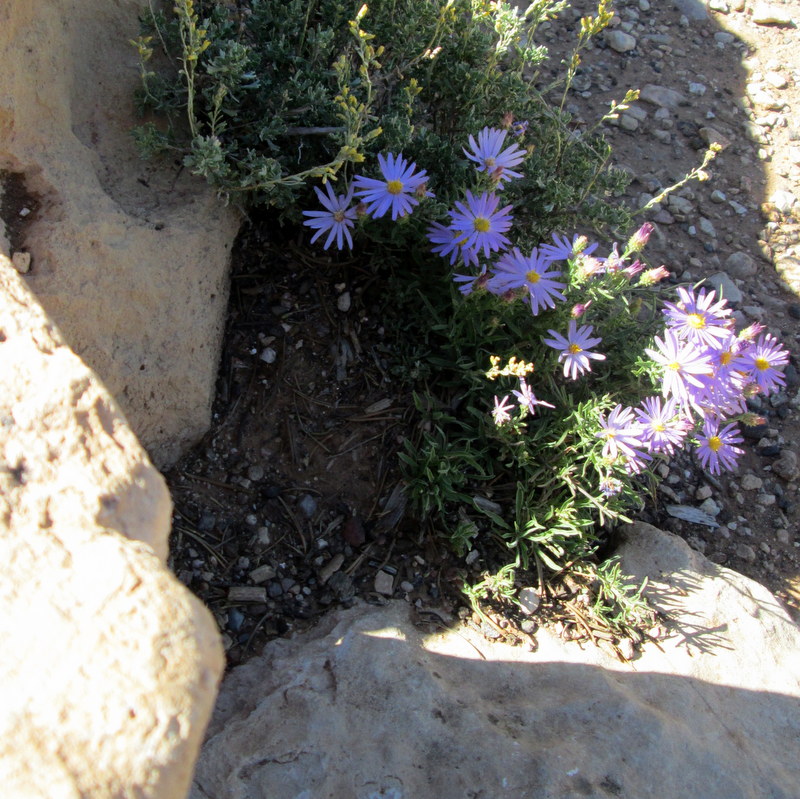 Flowers at the Grand Canyon