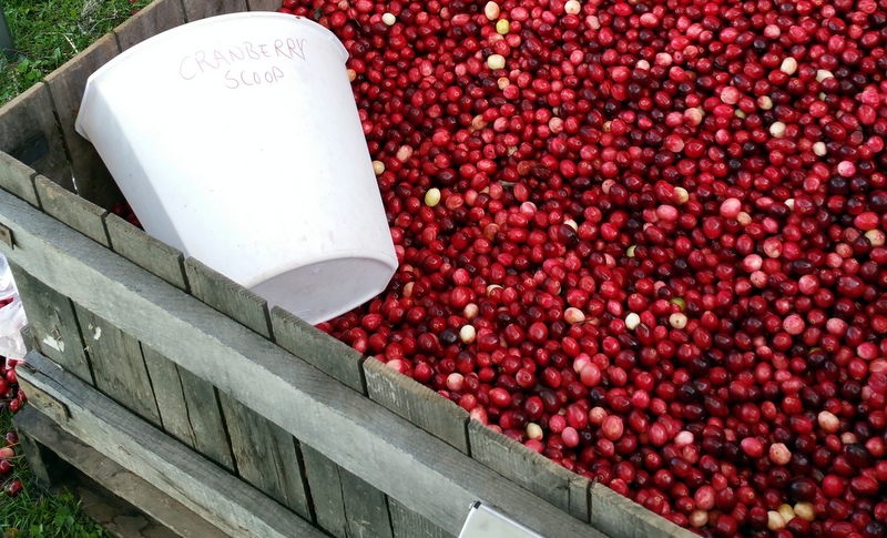 Cranberries at Meadowbrook Family Farm