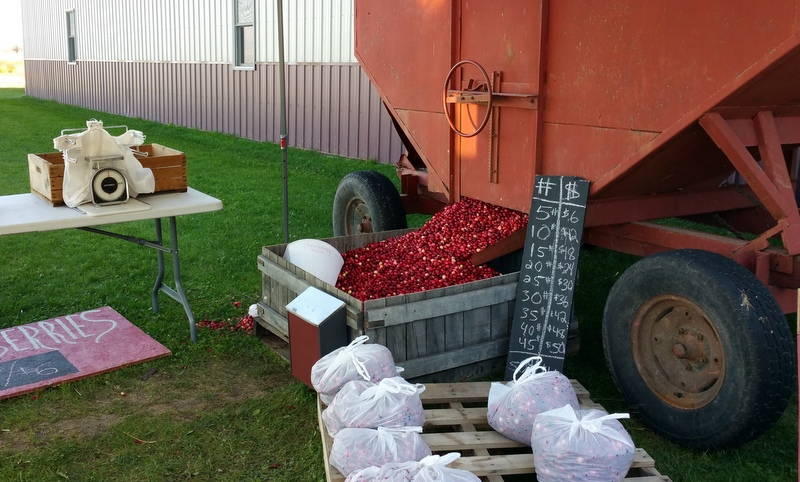 Cranberries at Meadowbrook Family Farms