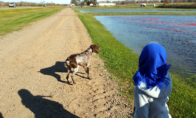 Dorcas and the pointer