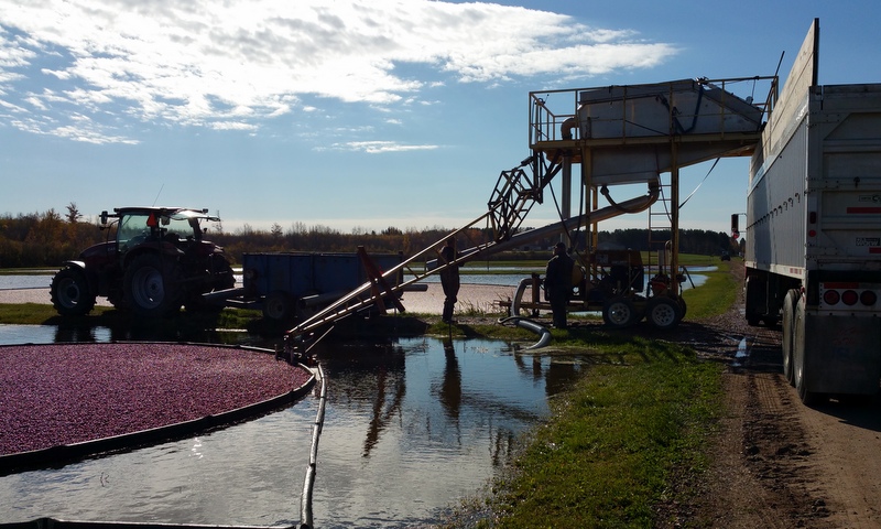 Harvest at Meadowbrook Family Farms