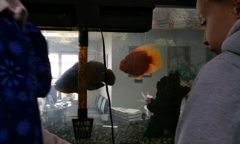 parrot fish at Ladysmith News office