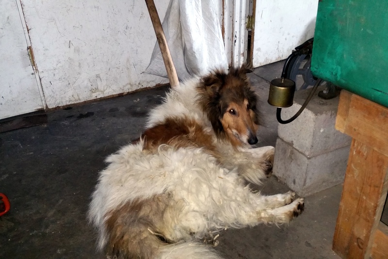 Amish collie