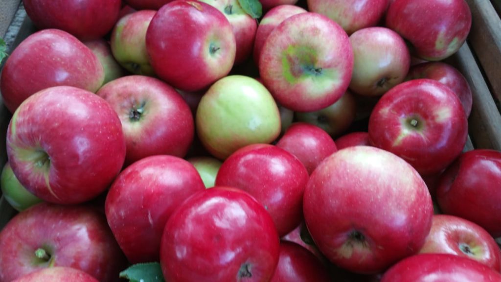 first fruits - apples