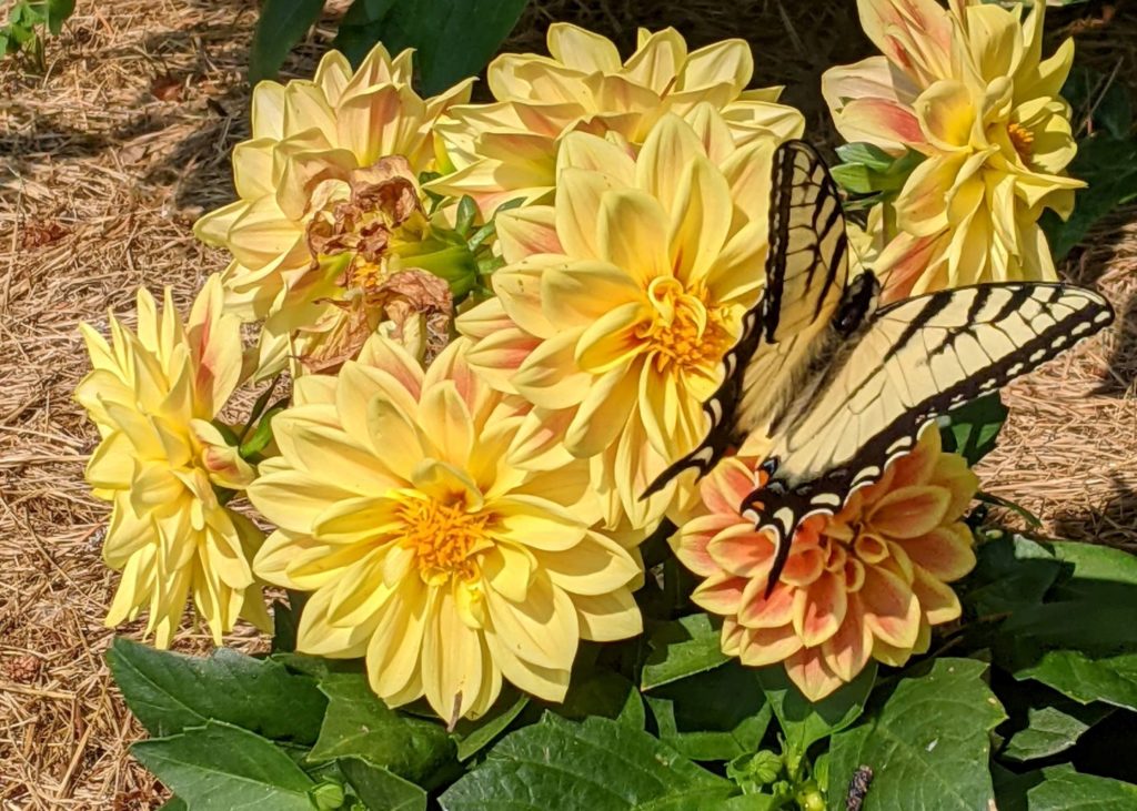 butterfly in dahlias